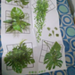 Plant Wall Sticker